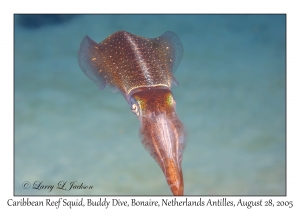 Caribbean Reef Squid