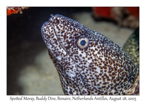 Spotted Moray