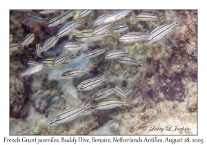 French Grunt juveniles