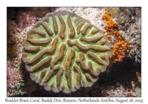 Boulder Brain Coral