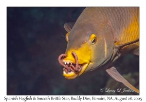 Spanish Hogfish & Smooth Brittle Star