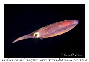 Caribbean Reef Squid