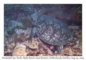 Hawksbill Sea Turtle