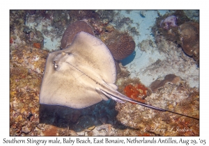 Southern Stingray male