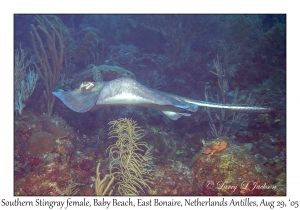 Southern Stingray female