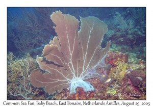 Common Sea Fan