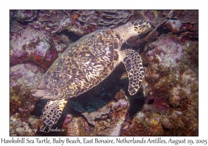 Hawksbill Sea Turtle