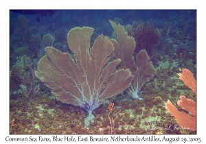 Common Sea Fans