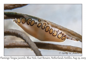 Flamingo Tongue juvenile