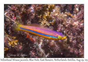 Yellowhead Wrasse juvenile