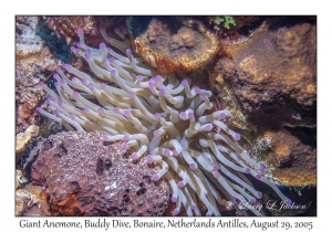 Giant Anemone