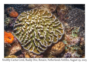 Knobby Cactus Coral