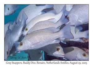 Gray Snappers