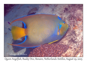 Queen Angelfish