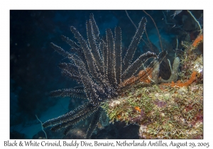 Black & White Crinoid