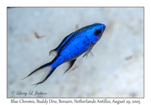 Blue Chromis