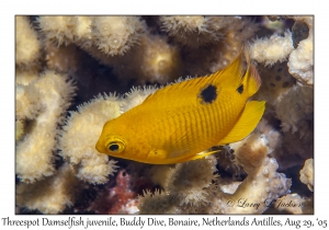 Threespot Damselfish juvenile