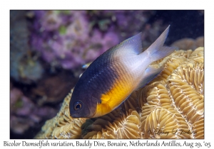 Bicolor Damselfish variation