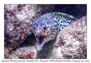 Spotted Moray juvenile