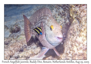 French Angelfish juvenile