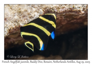 French Angelfish juvenile