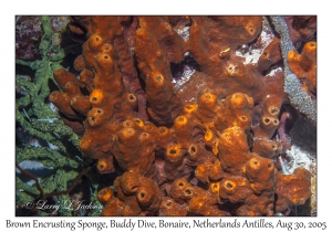 Brown Encrusting Sponge