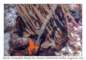 Atlantic Trumpetfish