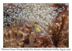 Pederson Cleaner Shrimp