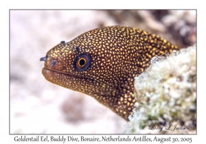 Goldentail Moray