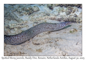 Spotted Moray juvenile