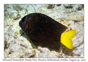 Yellowtail Damselfish