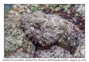 Spotted Scorpionfish