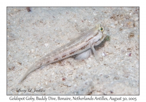 Goldspot Goby