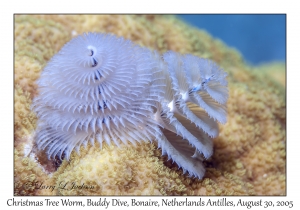 Christmas Tree Worm