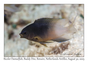 Bicolor Damselfish