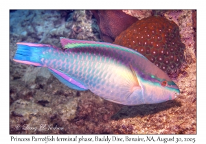 Princess Parrotfish