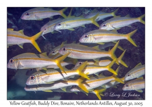 Yellow Goatfish