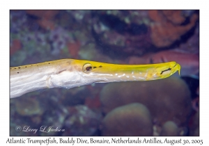 Atlantic Trumpetfish