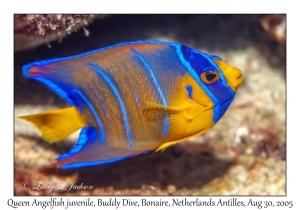 Queen Angelfish juvenile