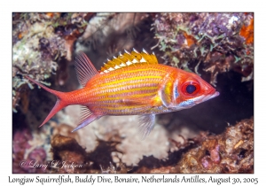 Longjaw Squirrelfish