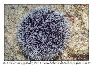 West Indian Sea Egg