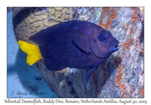 Yellowtail Damselfish