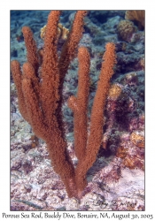 Porous Sea Rod