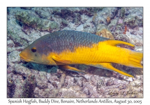 Spanish Hogfish