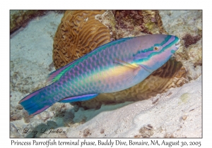 Princess Parrotfish