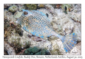 Honeycomb Cowfish