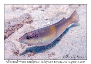 Yellowhead Wrasse