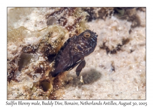 Sialfin Blenny male