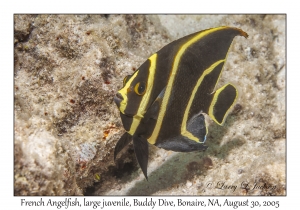 French Angelfish