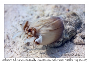 Unknown Tube Anemone